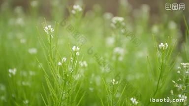 绿色的小草草丛鲜花植物实拍